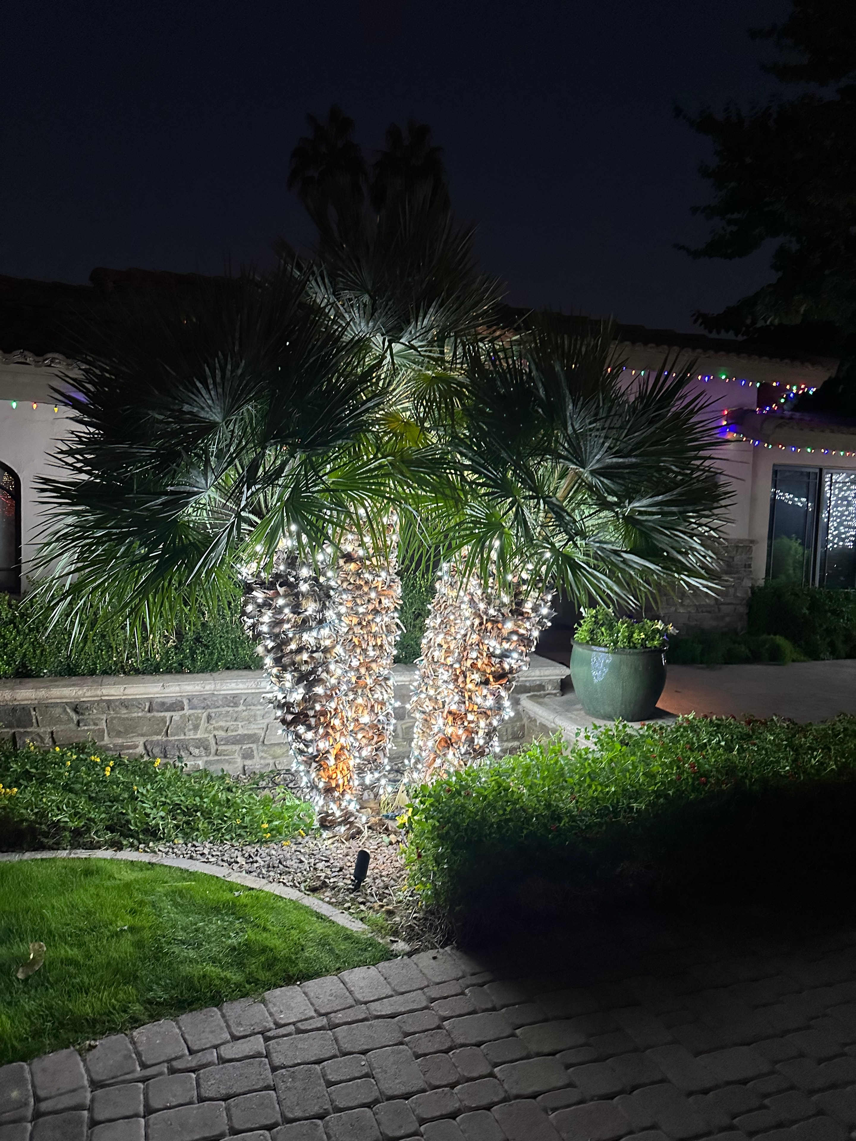 Palm tree trunks wrapped in warm white holiday lights with a colorful roofline display